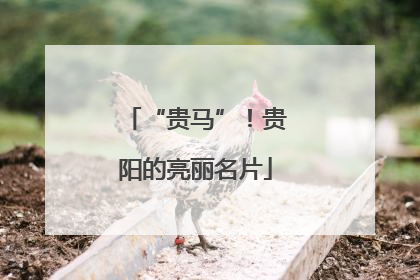 “贵马”！贵阳的亮丽名片