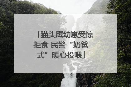 猫头鹰幼崽受惊拒食 民警“奶爸式”暖心投喂