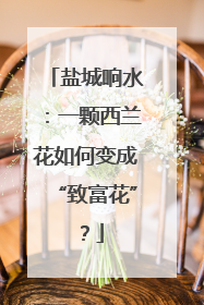 盐城响水：一颗西兰花如何变成“致富花”？