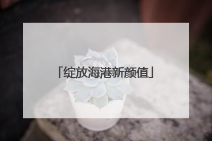 绽放海港新颜值