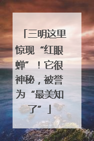 三明这里惊现“红眼蝉”！它很神秘，被誉为“最美知了”