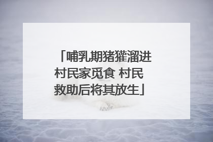 哺乳期猪獾溜进村民家觅食 村民救助后将其放生