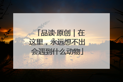 品读·原创｜在这里，永远想不出会遇到什么动物