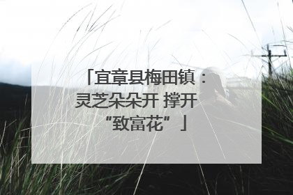 宜章县梅田镇：灵芝朵朵开 撑开“致富花”