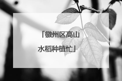 徽州区高山水稻种植忙