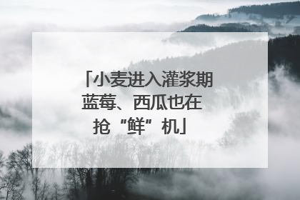 小麦进入灌浆期 蓝莓、西瓜也在抢“鲜”机