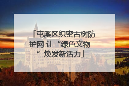 屯溪区织密古树防护网 让“绿色文物”焕发新活力