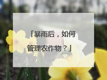 暴雨后，如何管理农作物？