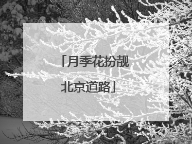 月季花扮靓北京道路