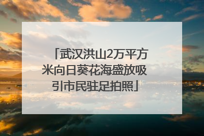 武汉洪山2万平方米向日葵花海盛放吸引市民驻足拍照
