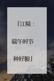 江陵：端午时节种好粮