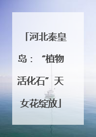 河北秦皇岛：“植物活化石”天女花绽放