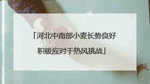 河北中南部小麦长势良好 积极应对干热风挑战
