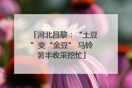 河北昌黎：“土豆”变“金豆” 马铃薯丰收采挖忙