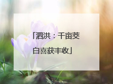 泗洪：千亩茭白喜获丰收
