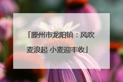 滕州市龙阳镇：风吹麦浪起 小麦迎丰收