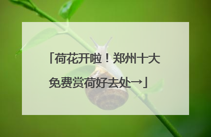 荷花开啦！郑州十大免费赏荷好去处→
