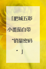 肥城五彩小番茄自带“销量密码”