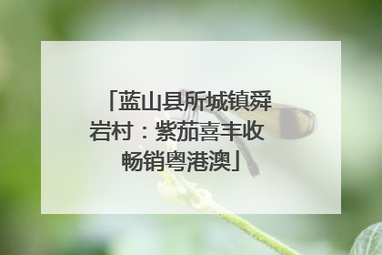 蓝山县所城镇舜岩村：紫茄喜丰收 畅销粤港澳