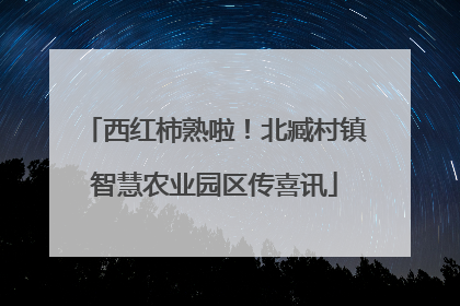 西红柿熟啦！北臧村镇智慧农业园区传喜讯