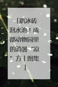 趴冰砖 泡水池！成都动物园里的消暑“凉”方丨图集
