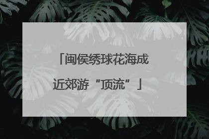 闽侯绣球花海成近郊游“顶流”
