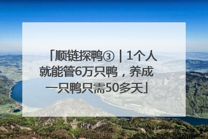 顺链探鸭③｜1个人就能管6万只鸭，养成一只鸭只需50多天